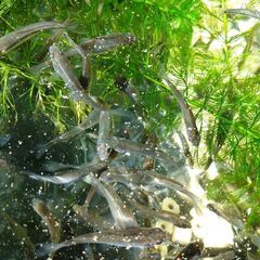 🐟　タイリクバラタナゴ（若魚）5匹　　⑤の画像