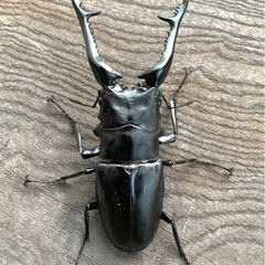 ギラファノコギリクワガタ ペア ♂ 111mm ♀ 50mm ギラファ ノコギリ クワガタ