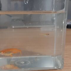 【300円】楊貴妃（紅帝）or幹之の稚魚10匹（おまけ付）
