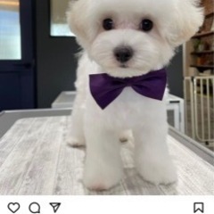 🐶小型犬サークル🐶