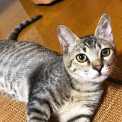 キジトラ猫もらってください。