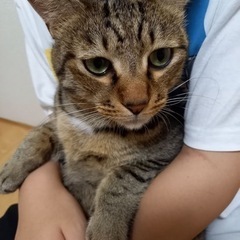 性格の良いキジくん募集！