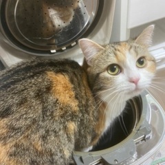 猫好きなもうすぐ50歳です。 - 友達