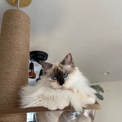 猫好きなもうすぐ50歳です。 − 宮城県