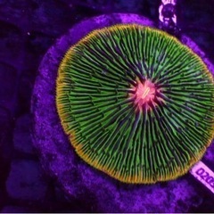 サンゴいっぱい持ってます！クサビライシ、ハナサンゴ