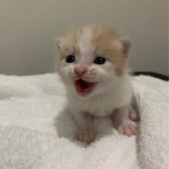 【生後10日】授乳期の子猫（茶白）の里親募集