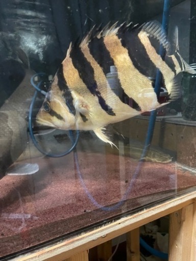 今月限りのお値引き　熱帯魚と大型水槽のセット