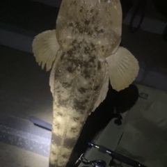 釣り友大大大募集　ジャンル問わず