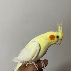オカメインコ  メス　2018年購入