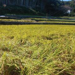 令和3年度古米30キロ＋新米5合