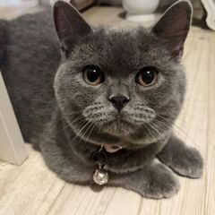 ブリティッシュショートヘア♂の仔猫の里親様募集