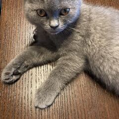 ブリティッシュショートヘア♂の仔猫の里親様募集 (gurico k ブリティッシュショートヘア♂の仔猫の里親様募集 (gurico k