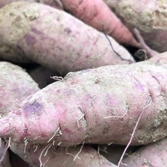 待ちに待った　さつまいも掘り　無農薬　岡山市南区