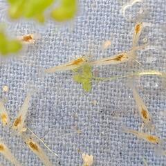 ミナミヌマエビ10匹200円