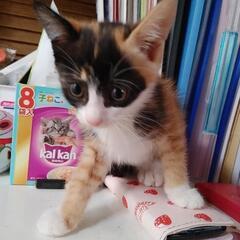 私達は新しい家族を探しています。