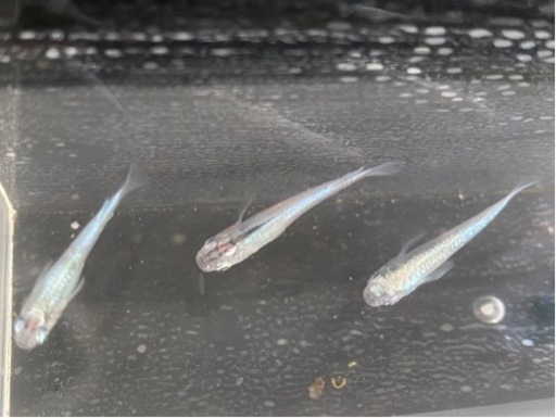 ドラゴンブルーめだか　稚魚10匹