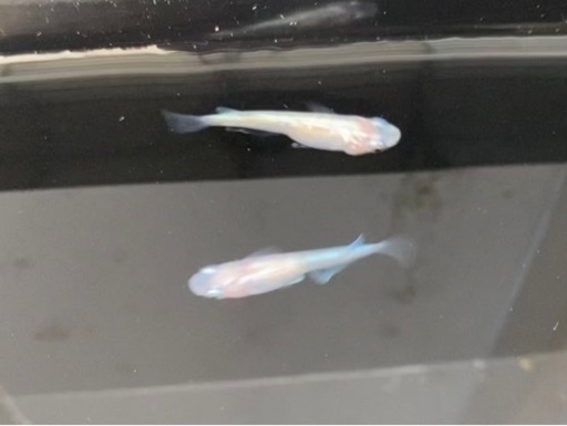 星河ピンクめだか稚魚10匹