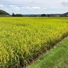 新米コシヒカリ10キロ