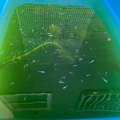 ミックスメダカ　稚魚