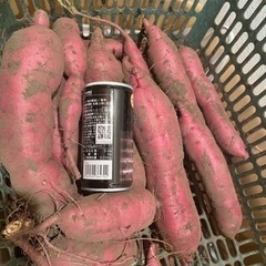 紅あずまサツマイモ
