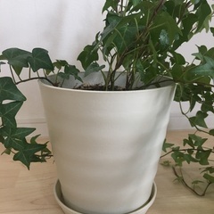 ★鉢カバー　木製　観葉植物付きの画像