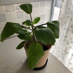 観葉植物　マザーリーフ　鉢植え：小