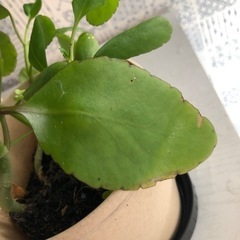 観葉植物　マザーリーフ　鉢植え：小の画像