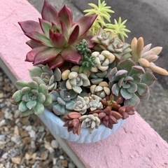 エケベリア　寄せ植え　多肉植物