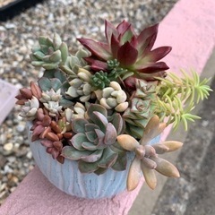 エケベリア　寄せ植え　多肉植物の画像