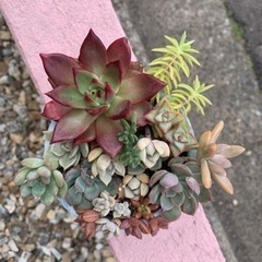 エケベリア　寄せ植え　多肉植物の画像
