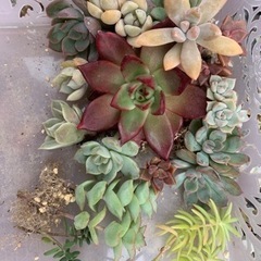 エケベリア　寄せ植え　多肉植物の画像