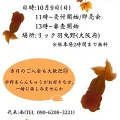 宇野系らんちゅう品評会のお知らせ！