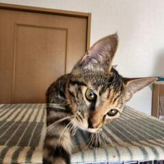 【里親様決定】スレンダーな美人猫　キジトラ５ヶ月　女のコ　ふきちゃん - 川崎市