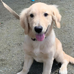 犬友達　募集🐕大型犬の子犬