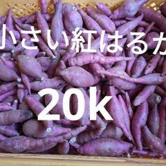さつまいも　小さい　紅はるか　訳あり