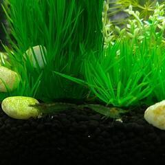 ミナミヌマエビの画像