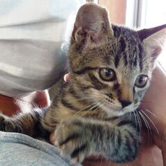 2ヶ月半〜3ヶ月の仔猫の里親募集(譲渡済)