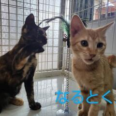 人慣れ抜群3兄妹😽２ヶ月