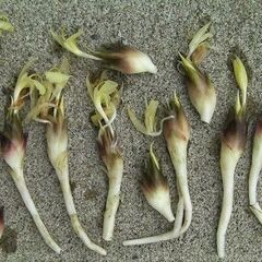 素麺などの薬味にあると便利◎香りのよい茗荷・みょうが・ミョウガ（...