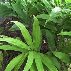 素麺などの薬味にあると便利◎香りのよい茗荷・みょうが・ミョウガ（1本）★京都府北部まで取りに来てくださる方限定ですの画像