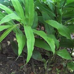 素麺などの薬味にあると便利◎香りのよい茗荷・みょうが・ミョウガ（1本）★京都府北部まで取りに来てくださる方限定ですの画像