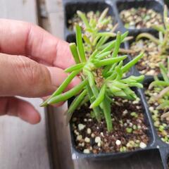 メストクレマ　マクロリズム　塊根植物の画像