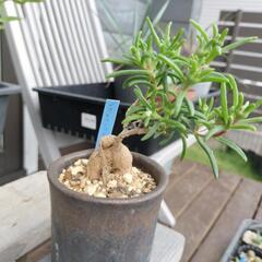 メストクレマ　マクロリズム　塊根植物の画像