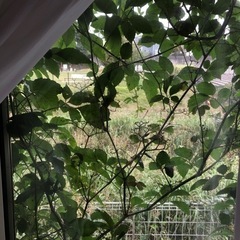 お庭の草むしりお願いします