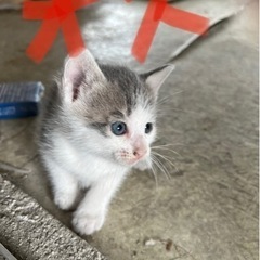 子猫2匹のみ　3匹は引き取り先有り