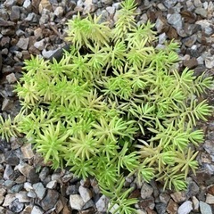多肉植物　セダムの画像