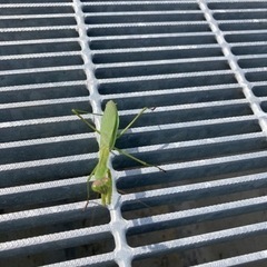 スズキ　キャリィ