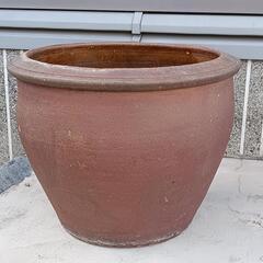 睡蓮、メダカ用の水鉢