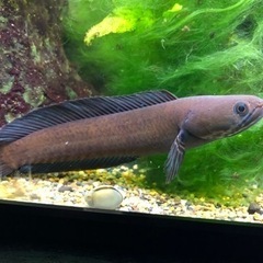 【熱帯魚】残り2匹！ニューレインボースネークヘッド　稚魚の画像