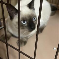 ひとりぽっちのシャムちゃん - 貝塚市